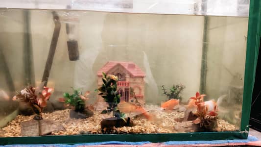 fish aquarium