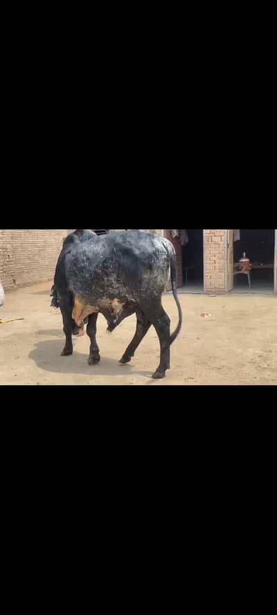 Punjab k pala huo han jamwar ak ghr k lna wla rbta kraa 03100375736 ca