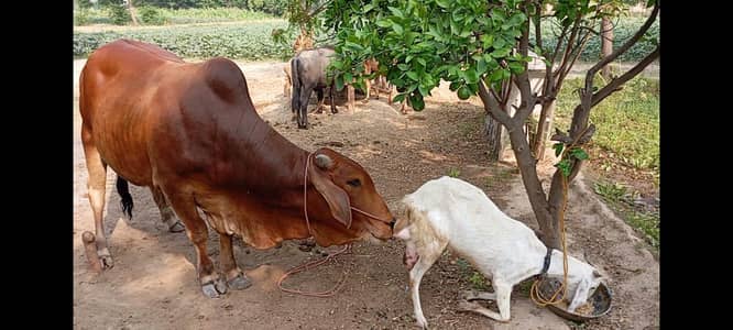 male bull dstayab hia for sale