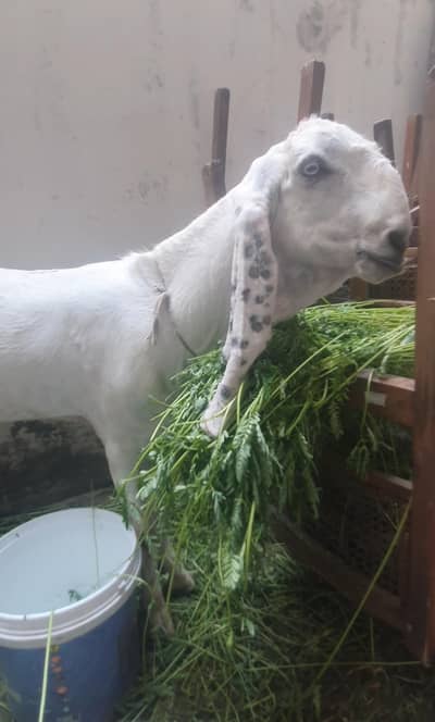 donda bakra khasi