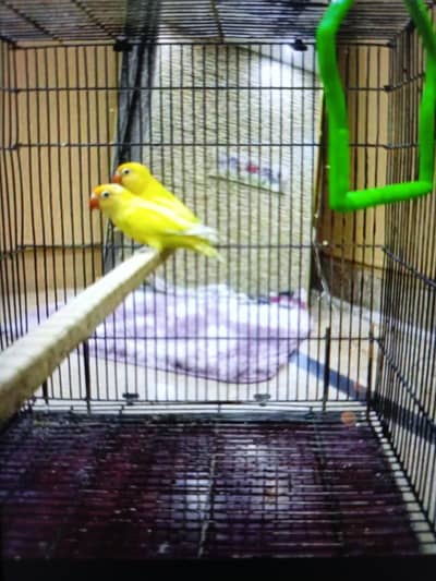 Lutino Lovebird Pair for sale