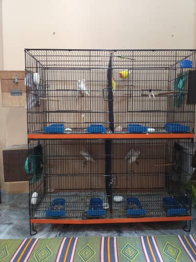 4 Joray Albino Parrot – Lal Aankh Wale – Healthy & Beautiful