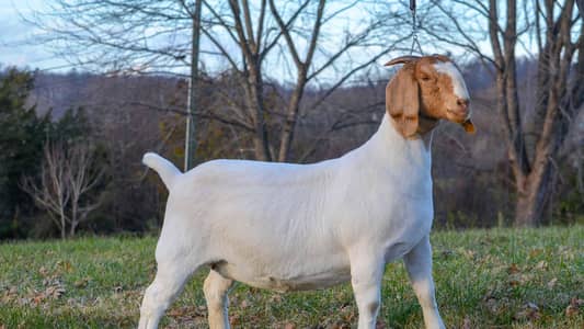 Quasie available