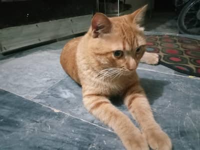 Cute Persian Cat  – Healthy & Playful