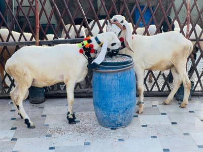 Pure larkana Dumba Jodi