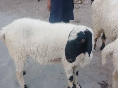 3 male sheep for sale 0328/4193534/