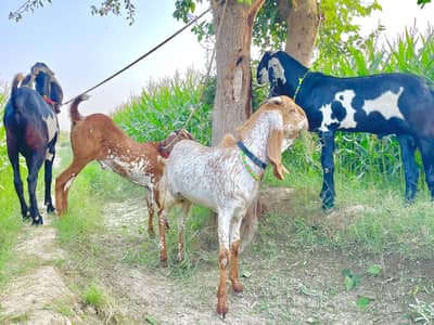 4 Healthy Qurbani Bakray For Sale | 1.6 Lac Each