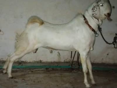khoobsurat bakra