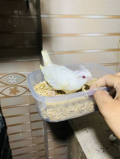 Eno cocktail chicks