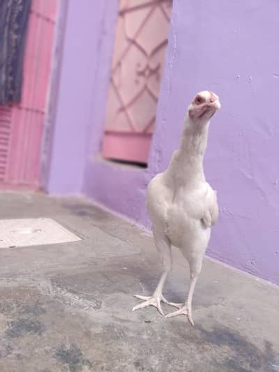 Aseel heera Female