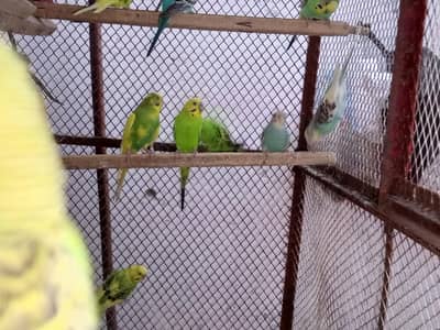 buddies parrot