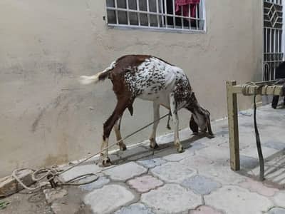 Healthy bakri for sale