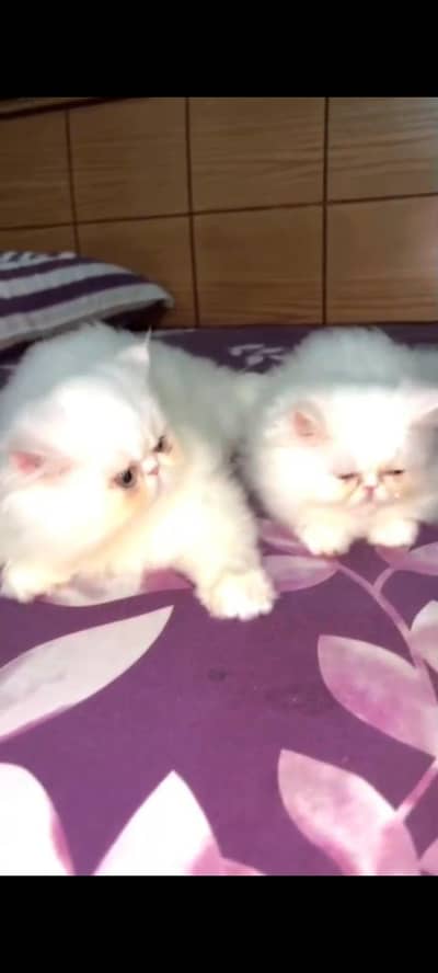 Persian cat pair