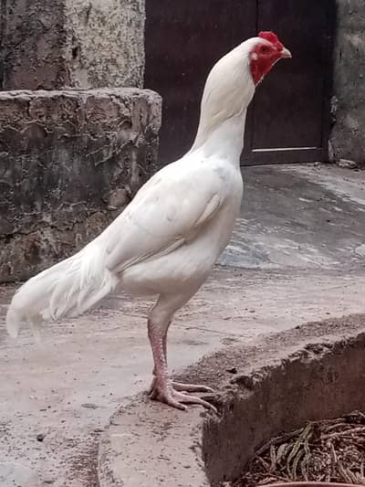 Aseel Heera  murgha, pattha,  rooster