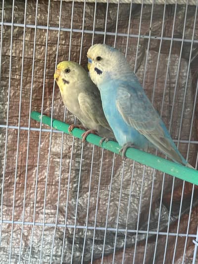 Rainbow  pair  undersize male