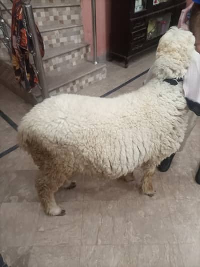 bakra