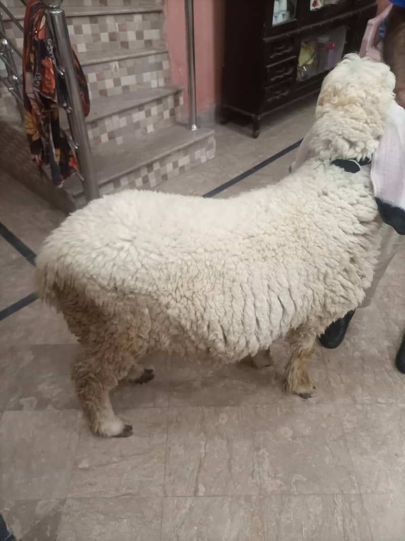 bakra 0