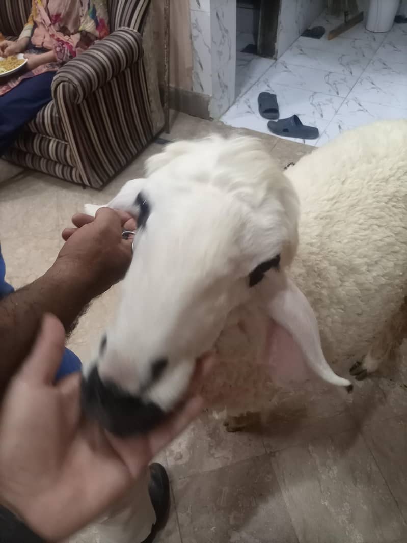 bakra 1