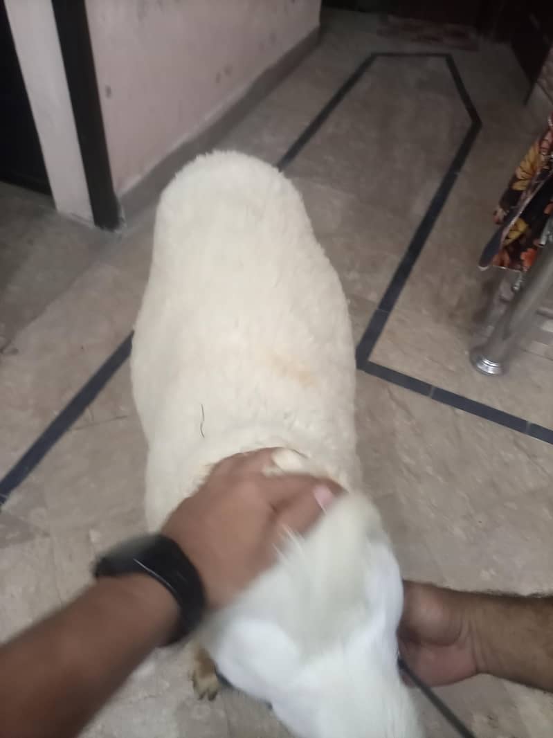 bakra 2