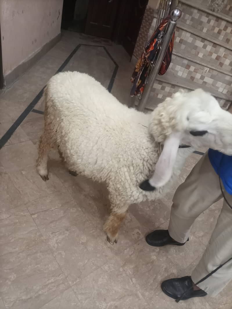 bakra 3
