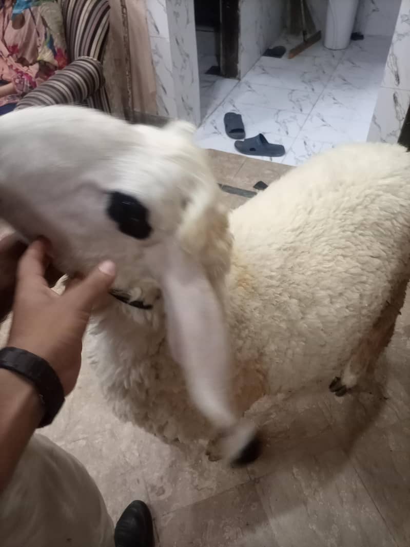 bakra 4