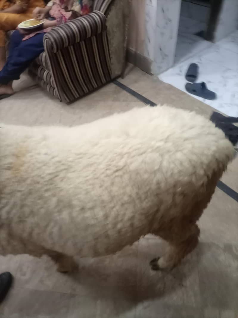 bakra 5