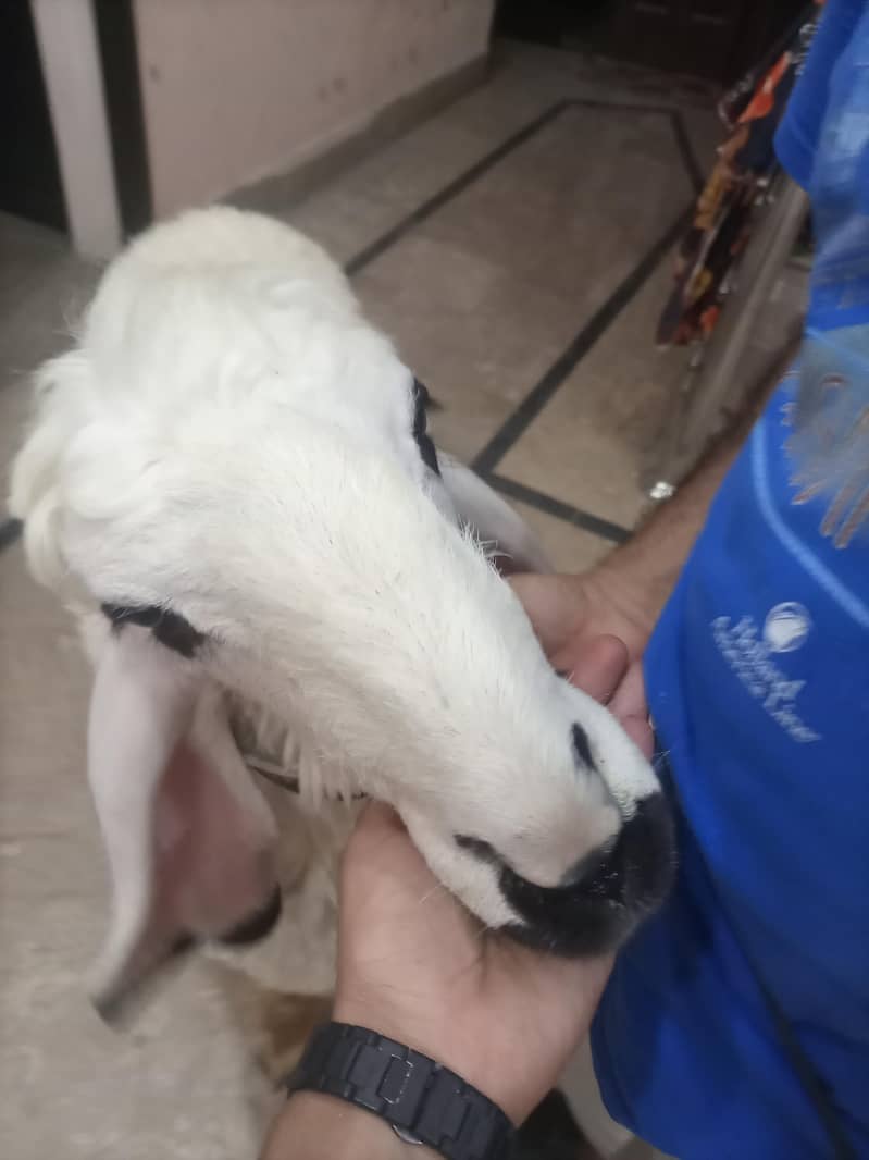 bakra 6