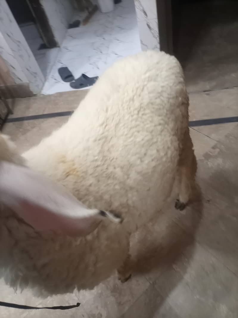 bakra 7