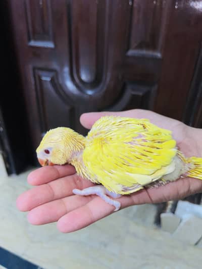 Yellow chick for sale