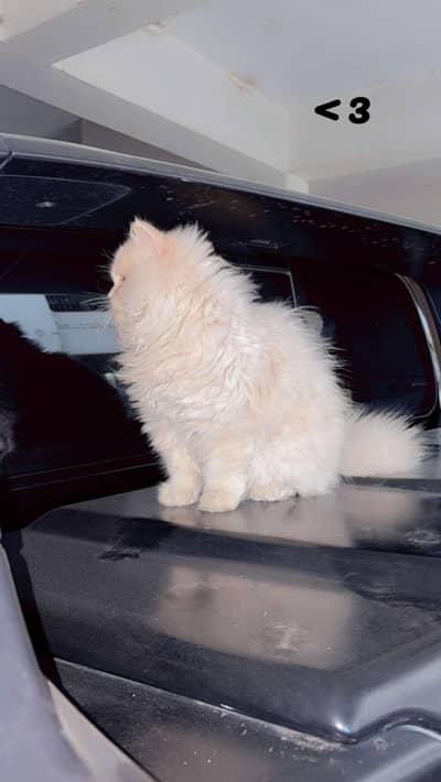 cute Persian cat