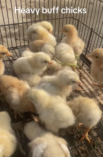 Heavy buff chicks