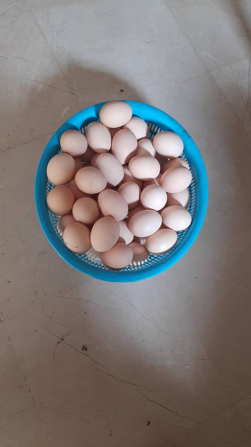 desi eggs 2