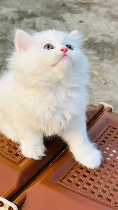 cute Persian kittens available in Hyderabad