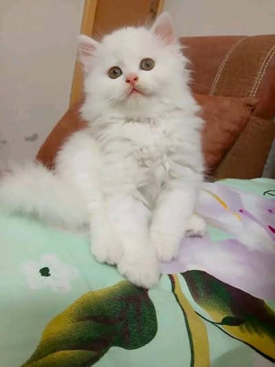cute Persian kittens available in Hyderabad
