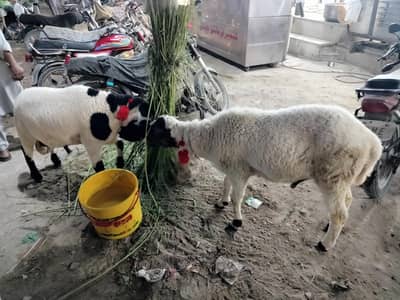 2 dumbe pair for qurbani 2026