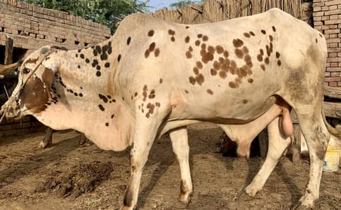 Bull for sale