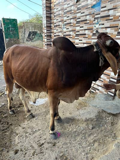 2 Danth Bachra For Qurbani