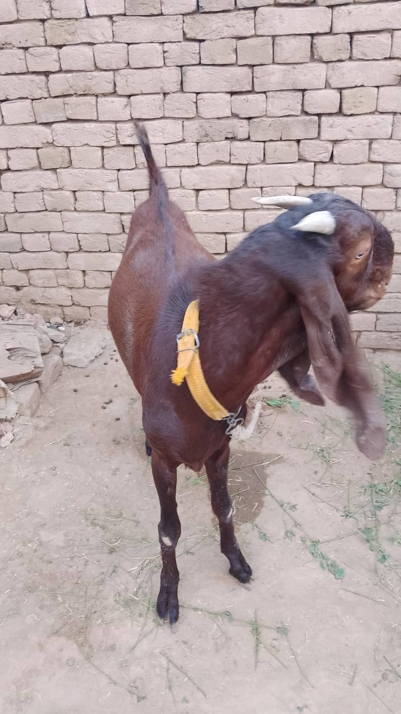 Bakra for Eid 0