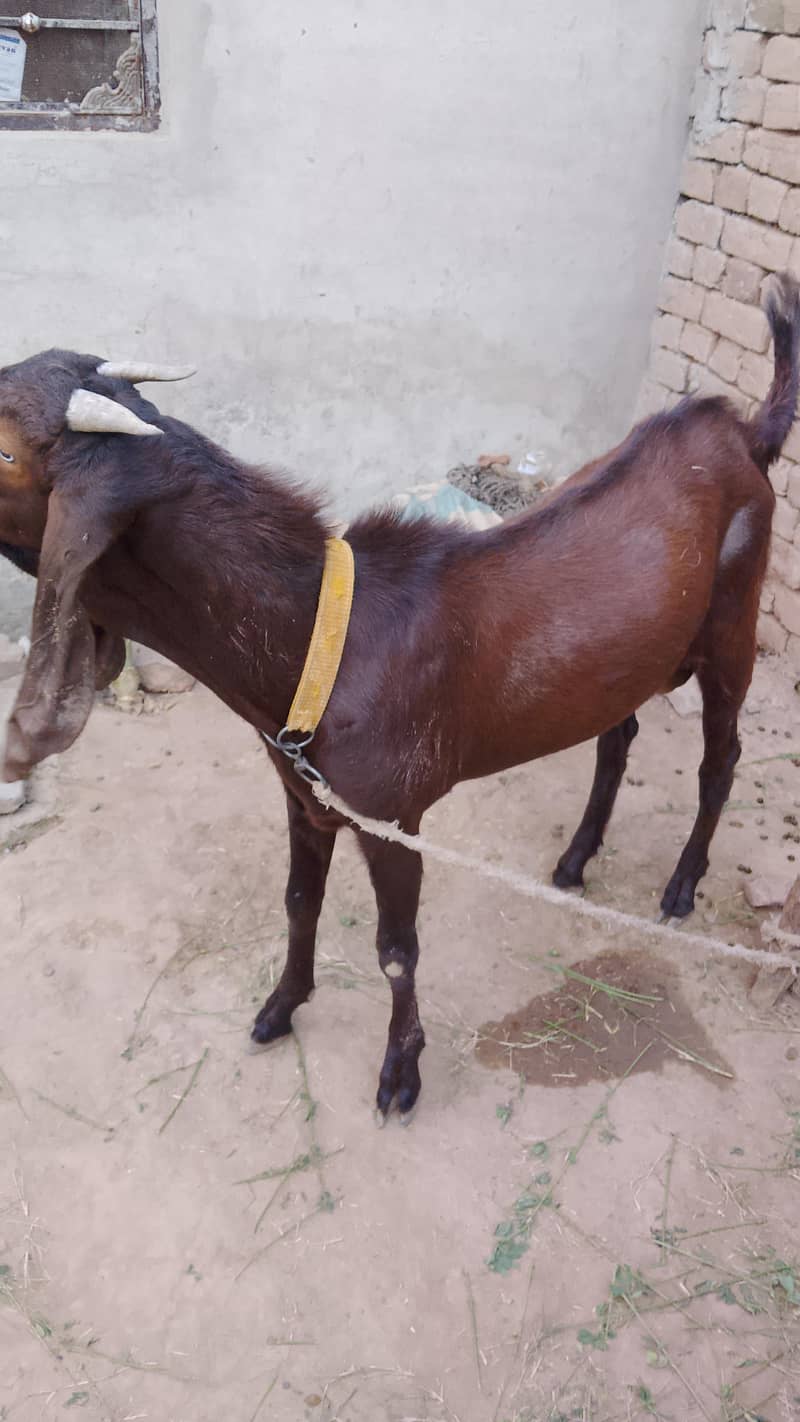 Bakra for Eid 1