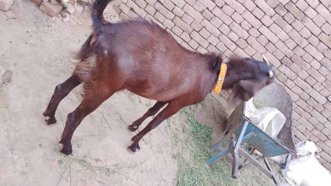 Bakra for Eid 2