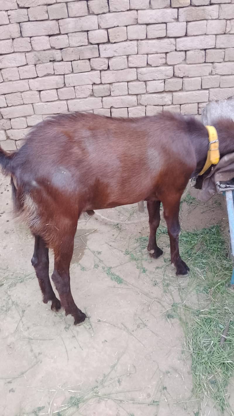 Bakra for Eid 3