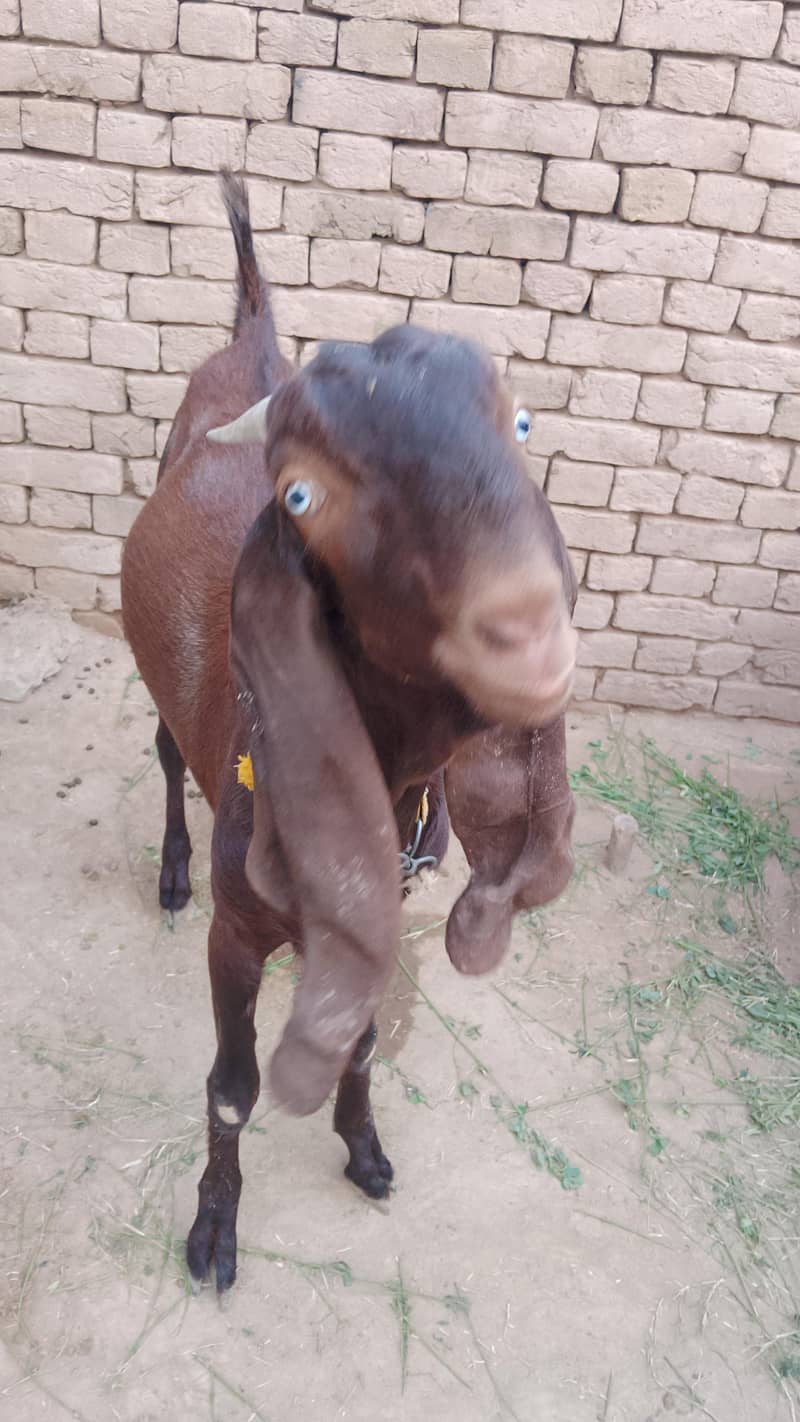 Bakra for Eid 4