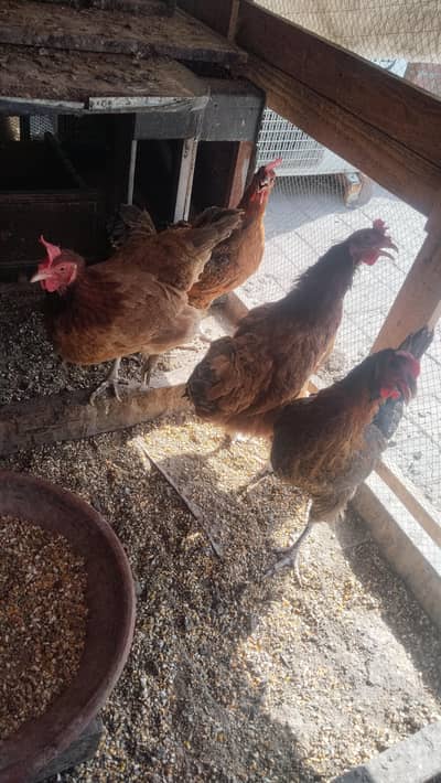 Real Golden Hens