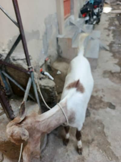 Eid al-adha for sale