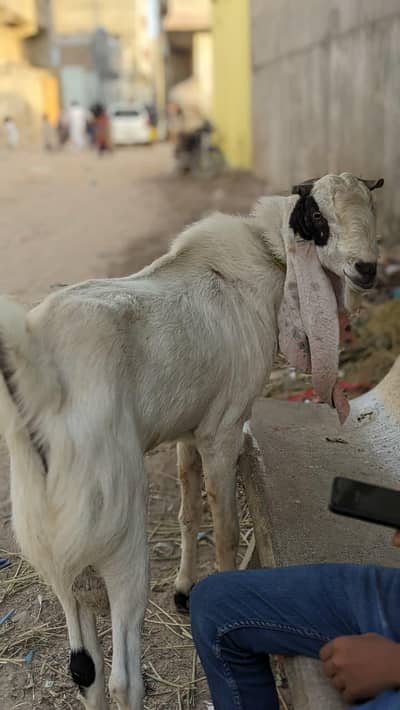 janati hay Mera Ando bkra