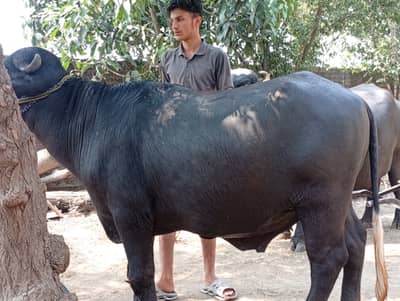 GOOD MALE  ANIMALS