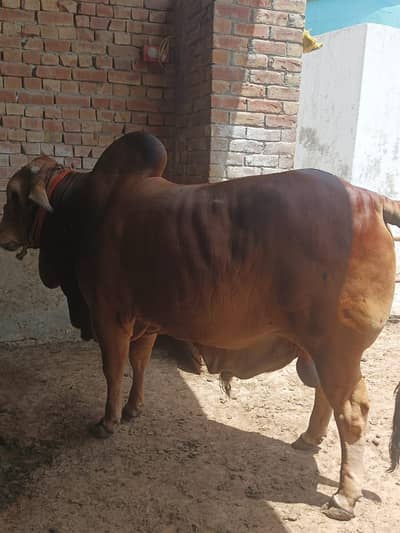 punjab breed bachra for qurbani 03085595823