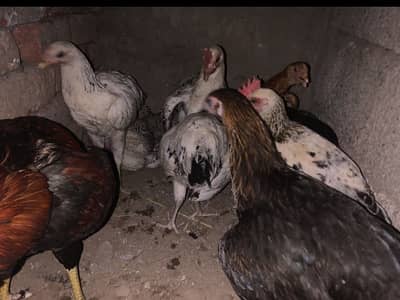 Desi phata pahti