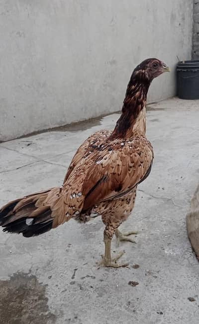 Thai Hen