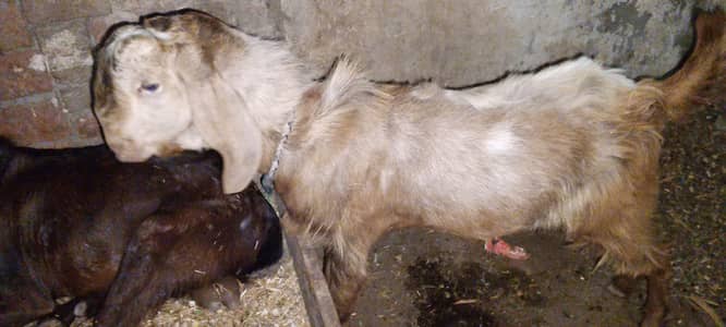 for sale Bakra age 1sal3month ak dant